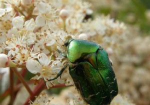 Cockchafer larvae 