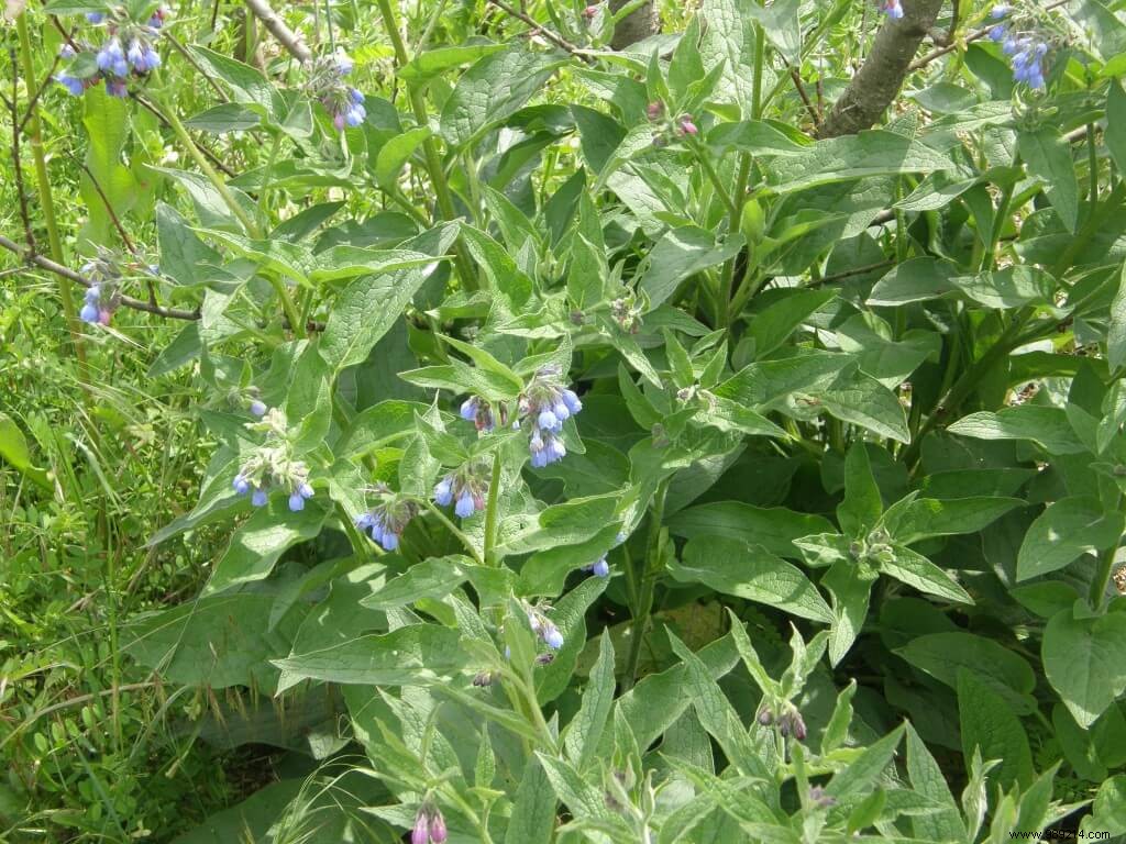 Flowering fallow 