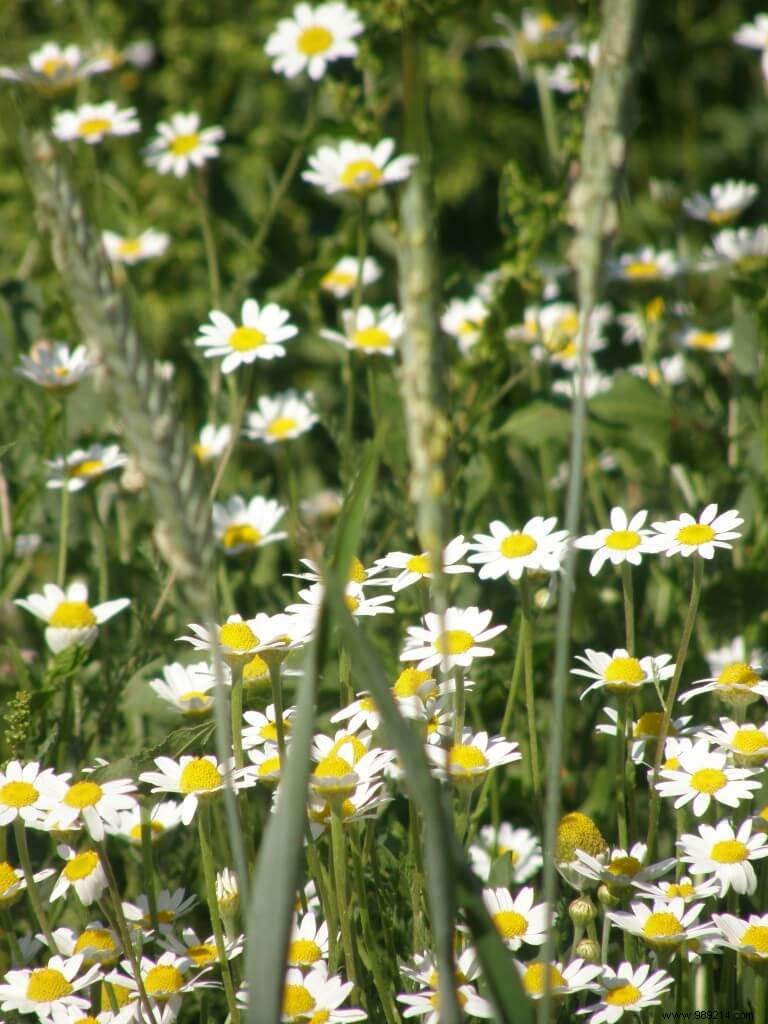 Flowering fallow 