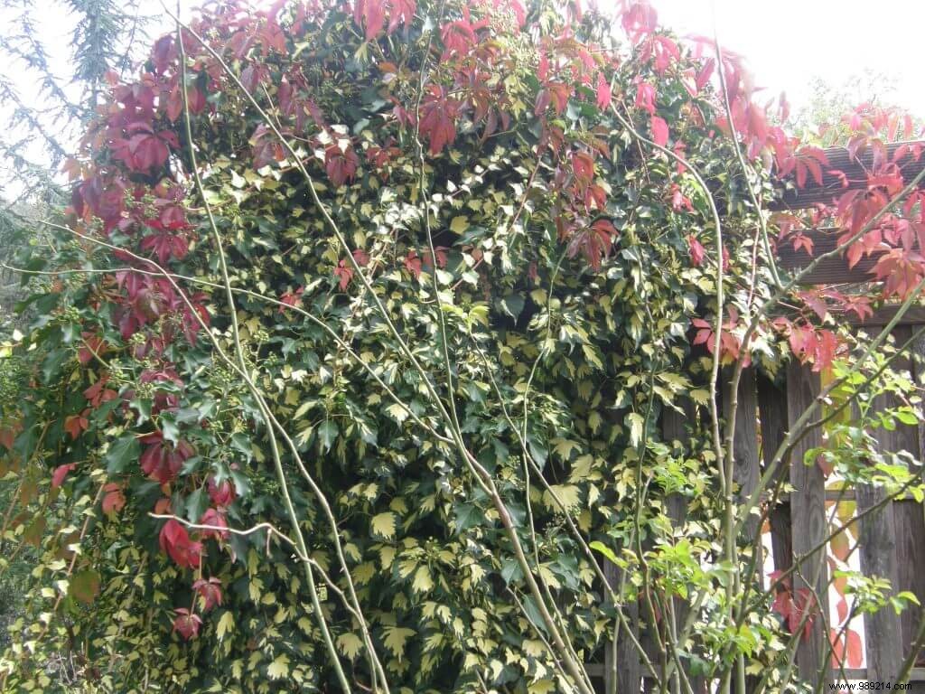 Climbing plants on fence 