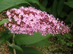 Watering and flowering pruning of shrubs 