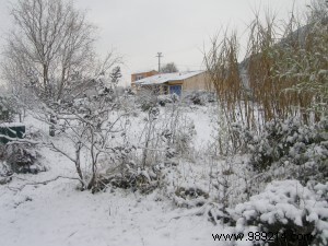 garden work in February 