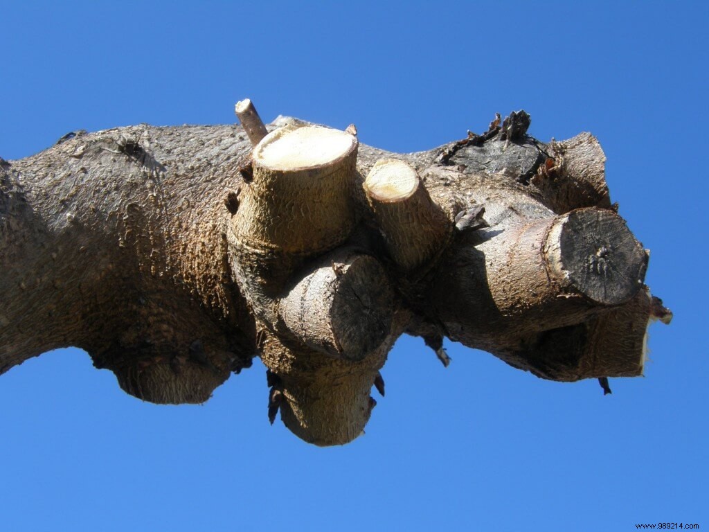 Pruning the plane tree mulberry, examples not to be reproduced 