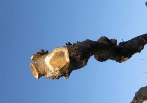 Pruning the plane tree mulberry, examples not to be reproduced 