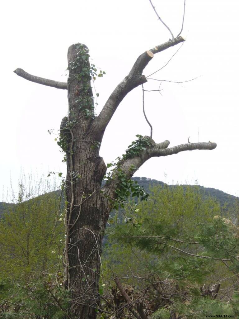 Pruning the plane tree mulberry, examples not to be reproduced 