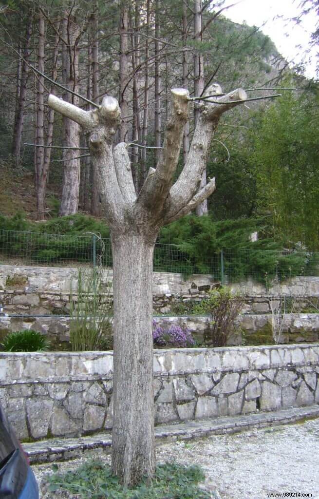 Pruning the plane tree mulberry, examples not to be reproduced 