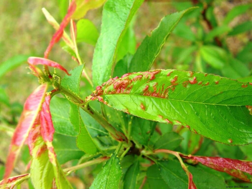 Peach leaf curl, preventive treatment 