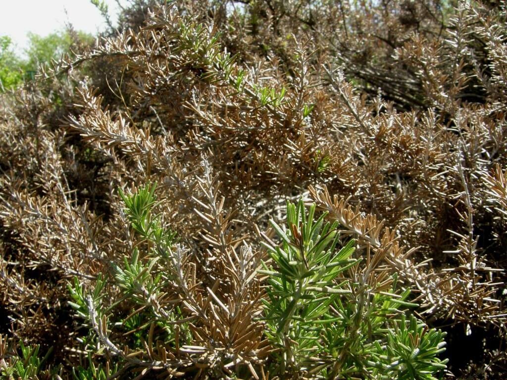 frozen rosemary 