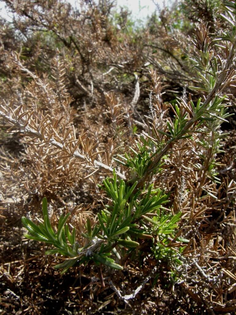 frozen rosemary 