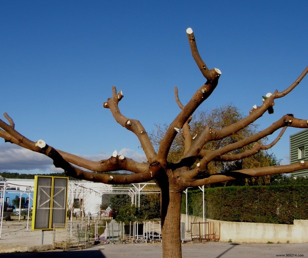 Plane tree mulberry pruning, advice 