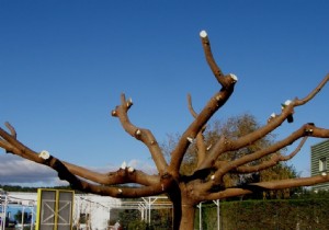 Plane tree mulberry pruning, advice 