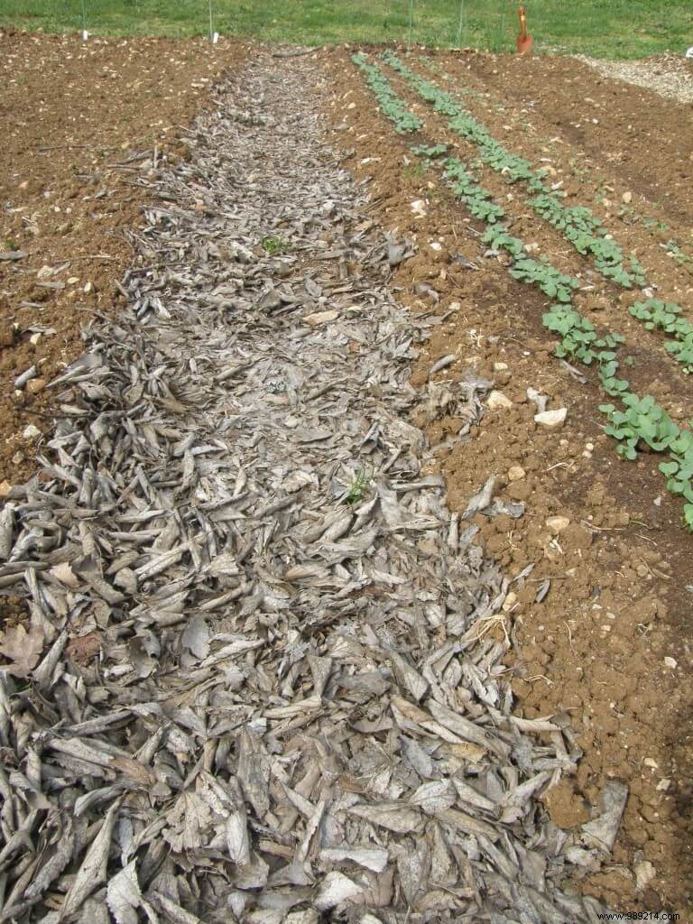 How to make the path to the vegetable garden 