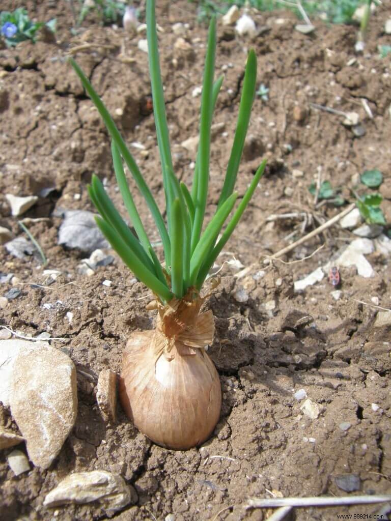 Planting garlic:Garlic does not like water 