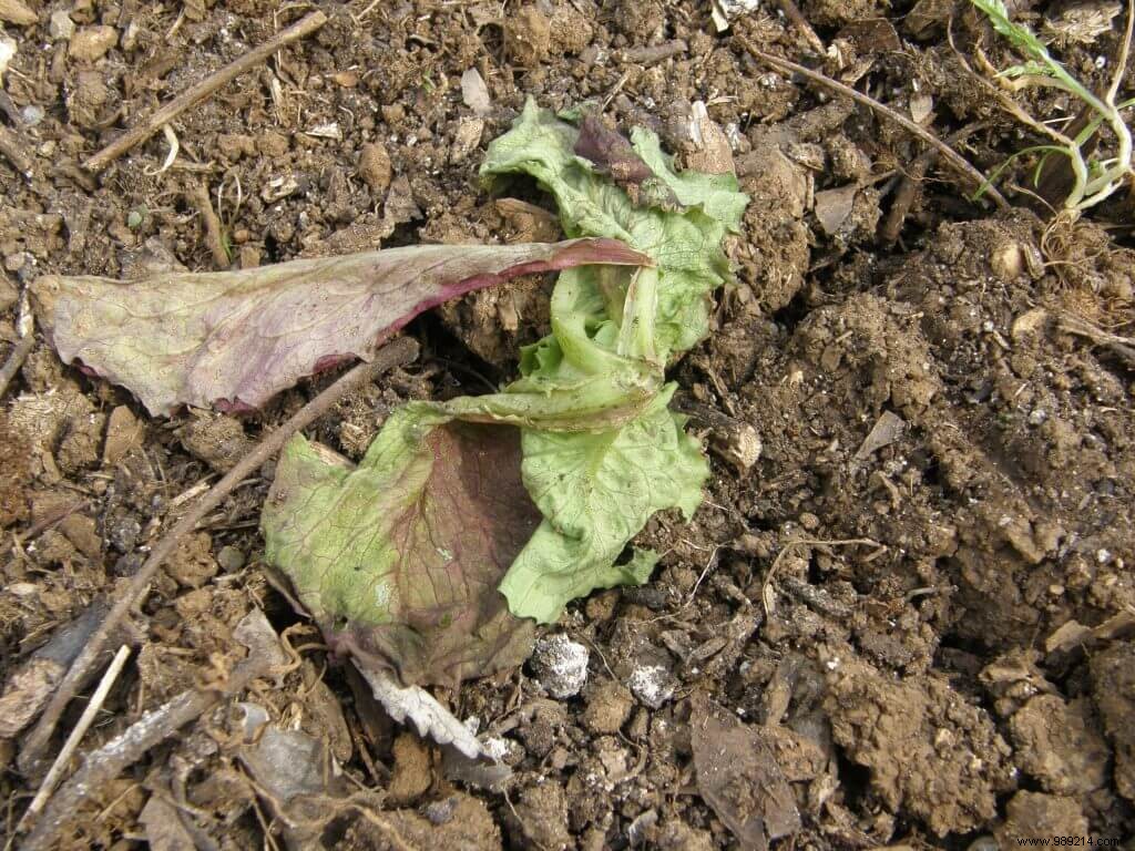 Salad that rots at the foot 