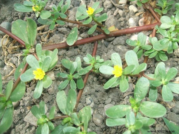 purslane, for life? 