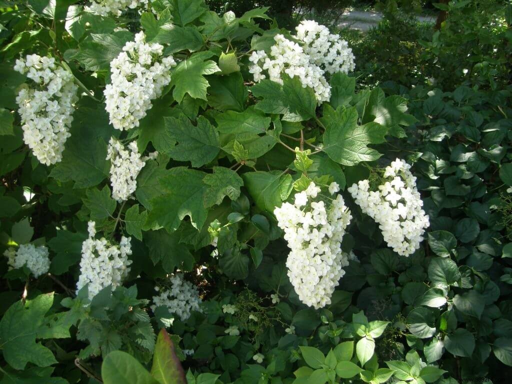 The pruning of the hydrangea:do not lose your head 