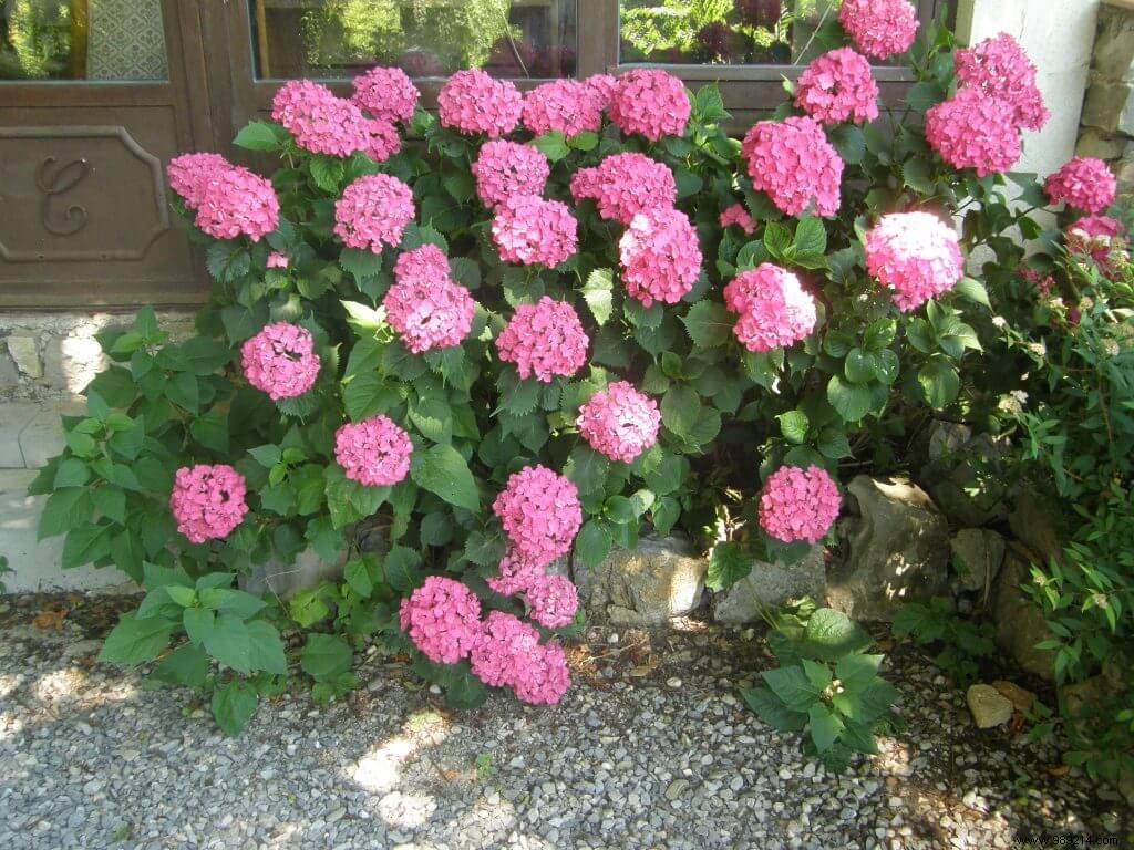 The pruning of the hydrangea:do not lose your head 