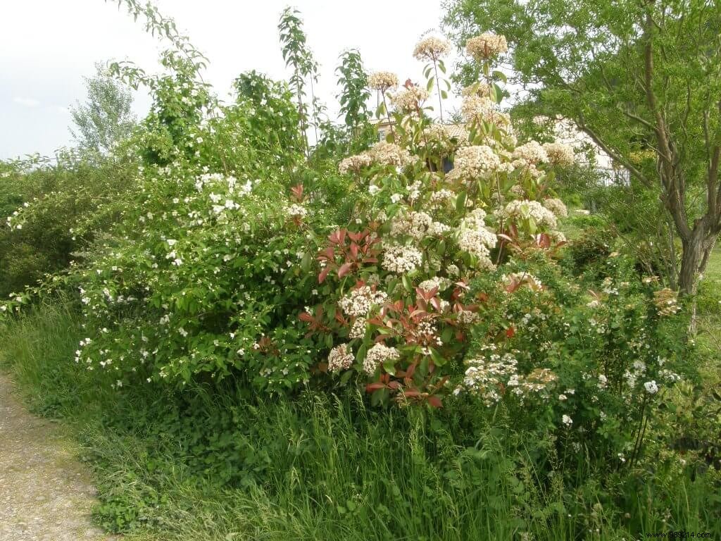 Hedge trimming, yes, but when? 