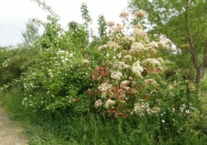 Hedge trimming, yes, but when? 