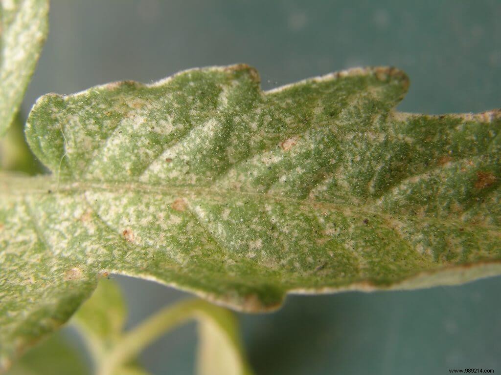 mites on tomatoes 