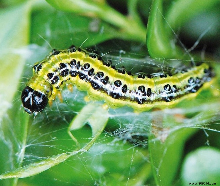 The box tree moth, treatments 