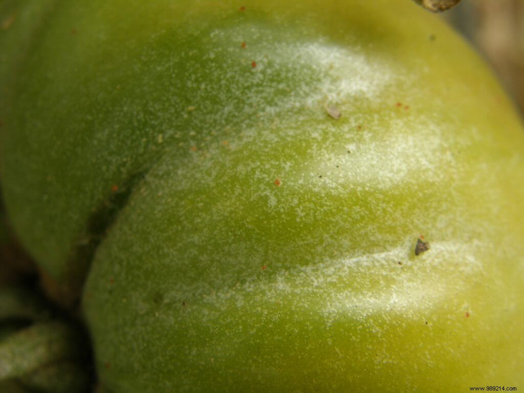 mites on tomatoes 