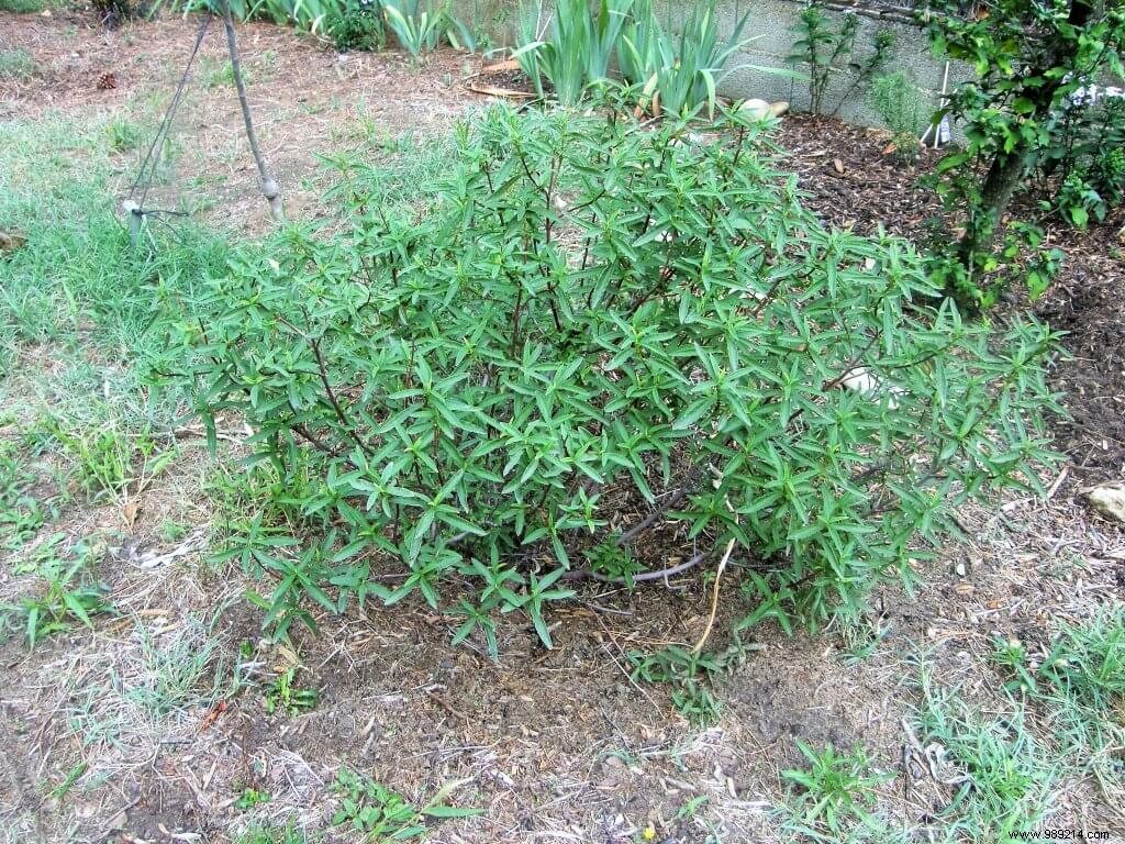 Transplant an evergreen shrub 