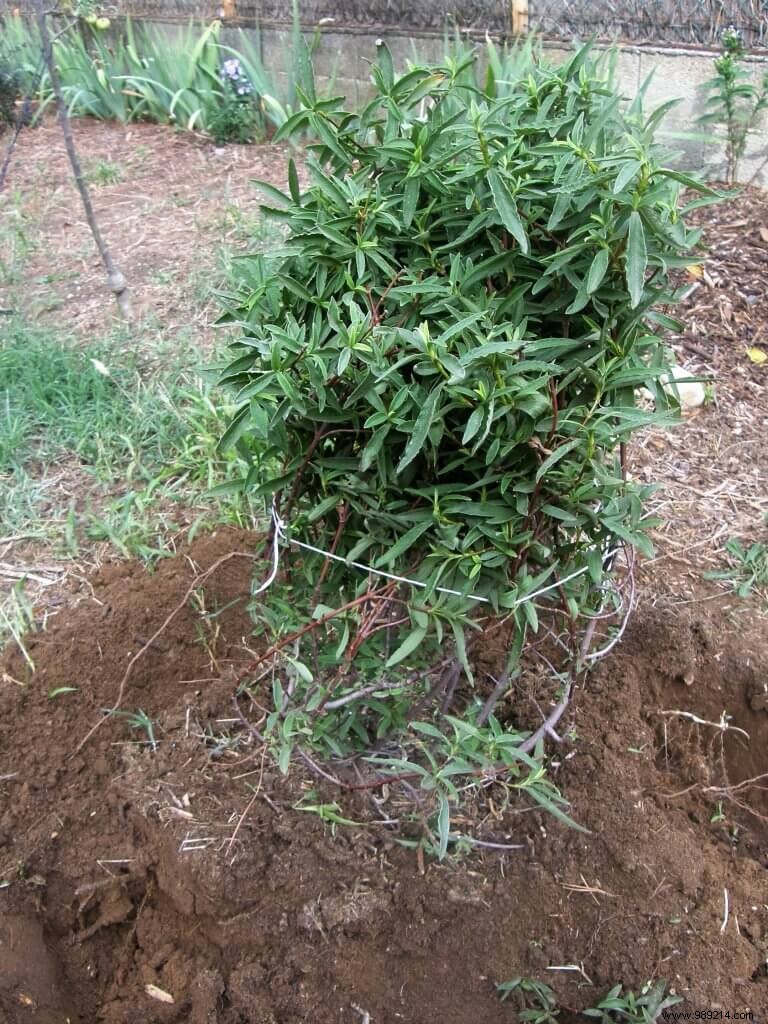 Transplant an evergreen shrub 