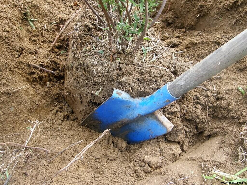 Transplant an evergreen shrub 