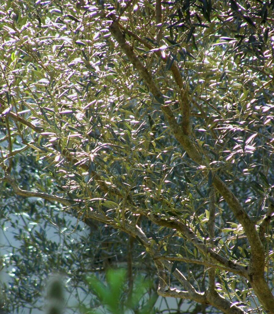 the olive tree in the ground 