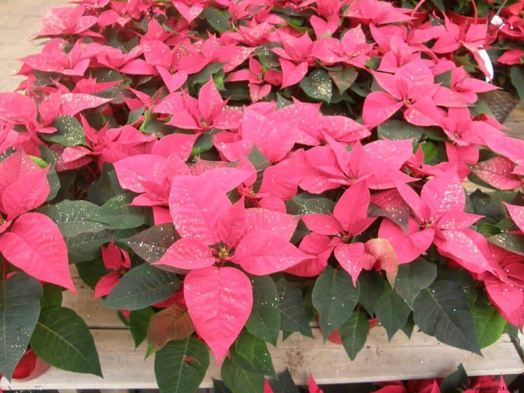 Poinsettia, honor to J. Poinsett 