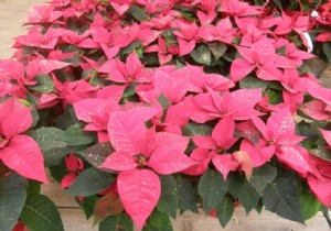 Poinsettia, honor to J. Poinsett 