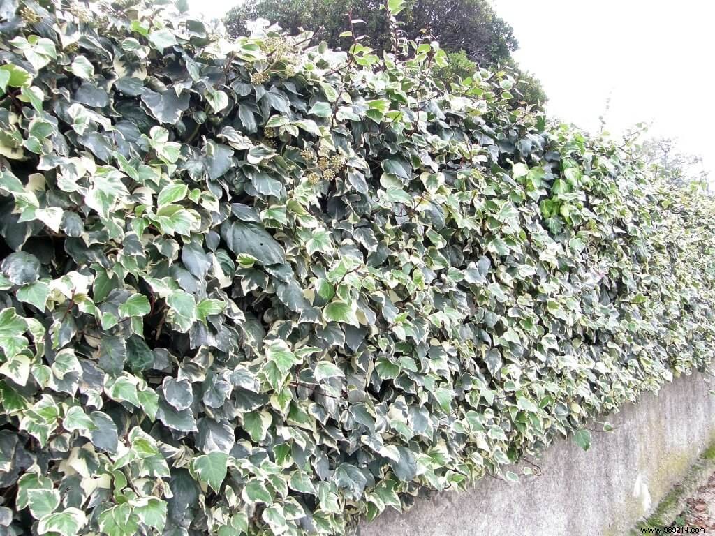 hedge trimming 