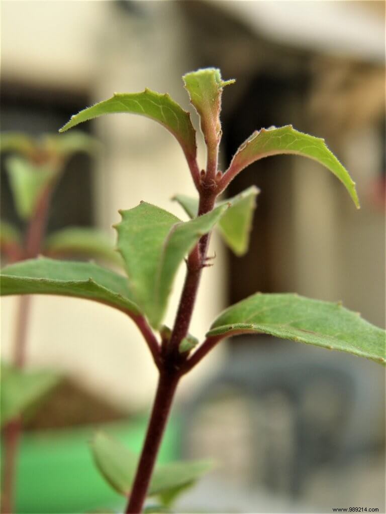 Planting in a garden box, how to proceed? 