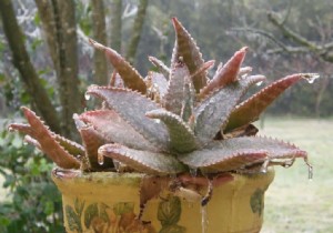 Winter protection for fragile or frost-prone plants 