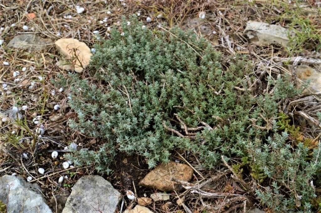 Thyme, wild thyme, savory and farigoulette 