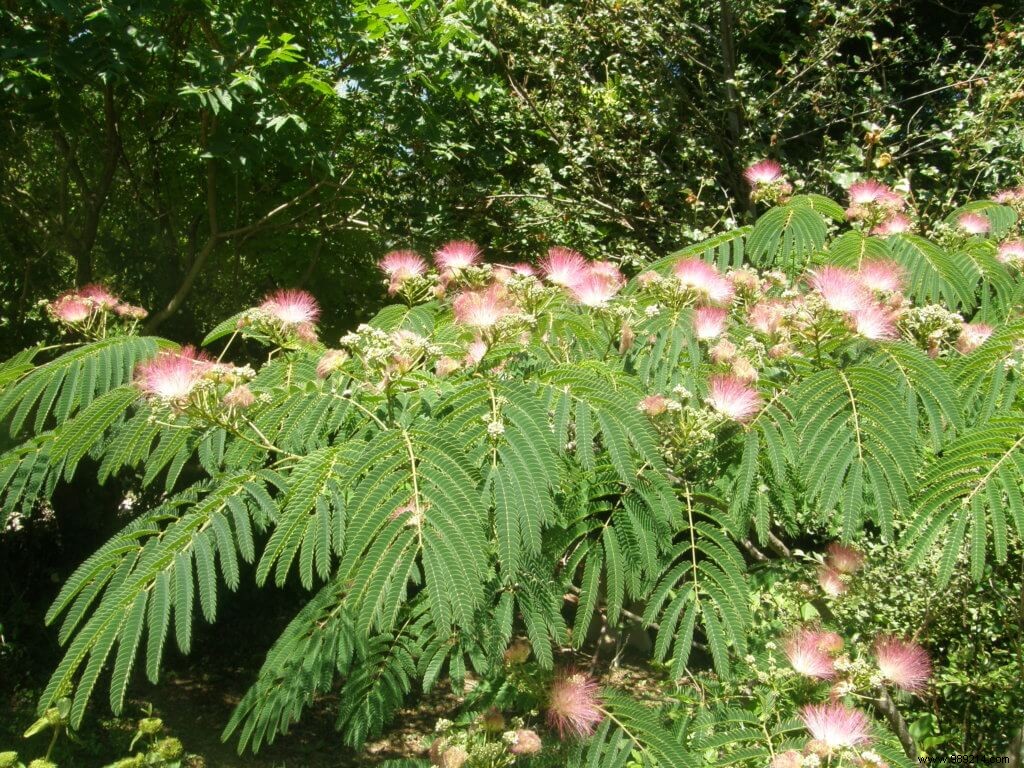 French plant names, the traps! 