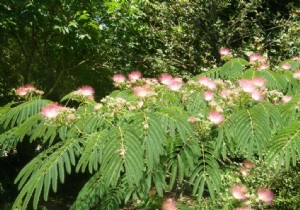 French plant names, the traps! 