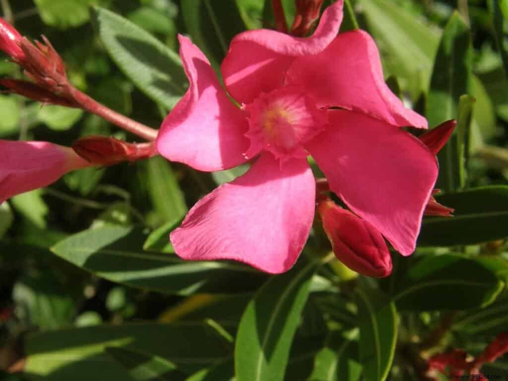 French plant names, the traps! 