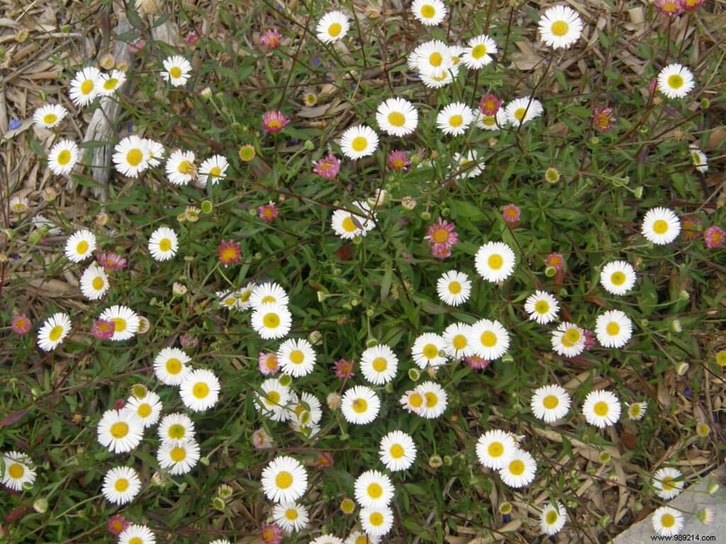 Ground cover plants, an alternative to lawn 