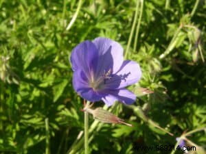 Ground cover plants, an alternative to lawn 