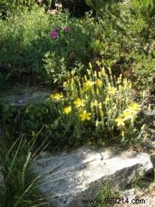 Ground cover plants, an alternative to lawn 