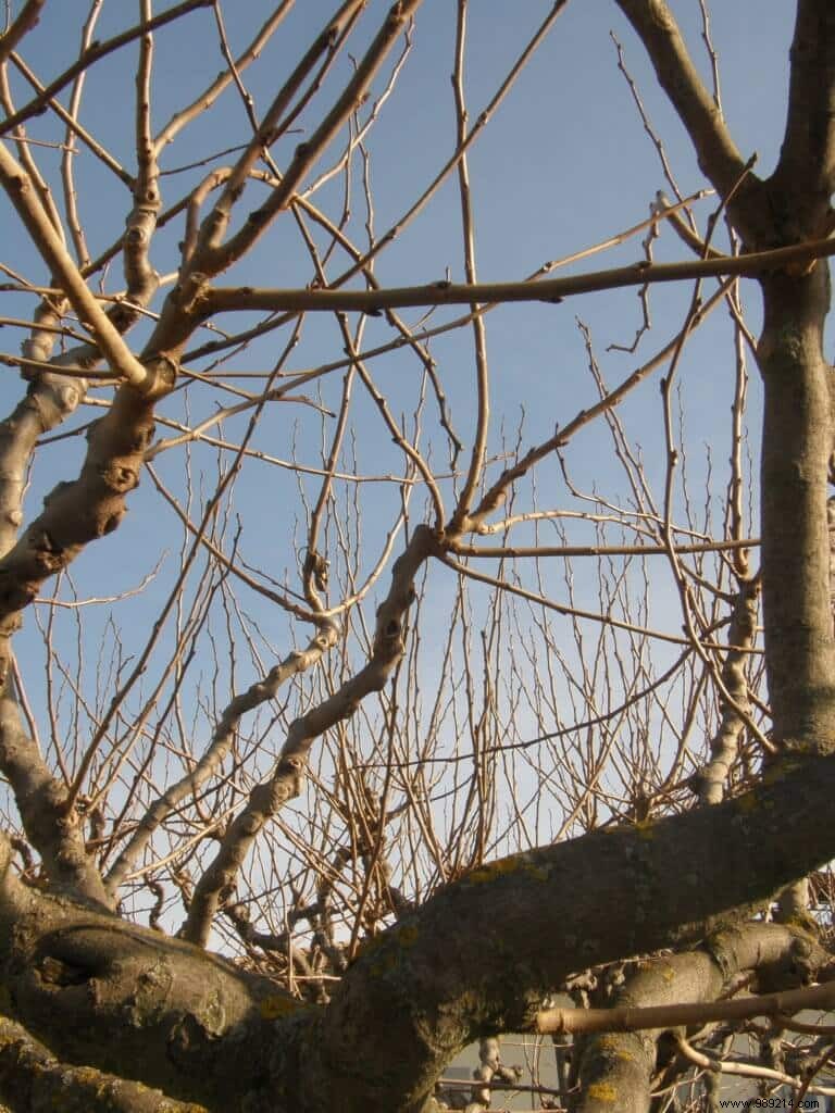 Mulberry plane tree, how to prune it, it has the shape of a weeping willow! 