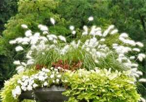 Planting in window boxes, window boxes and other pots 