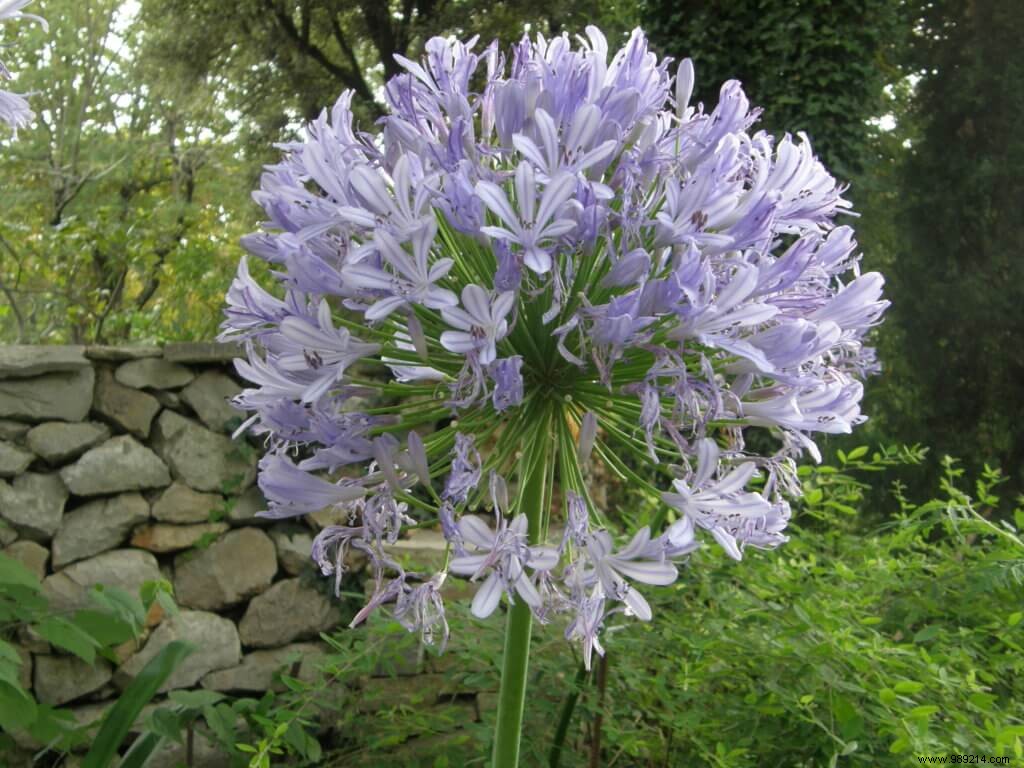 Summer bulbs, choice and planting 