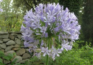 Summer bulbs, choice and planting 