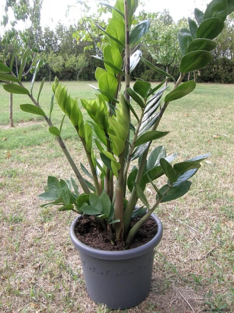 Green plants in summer 