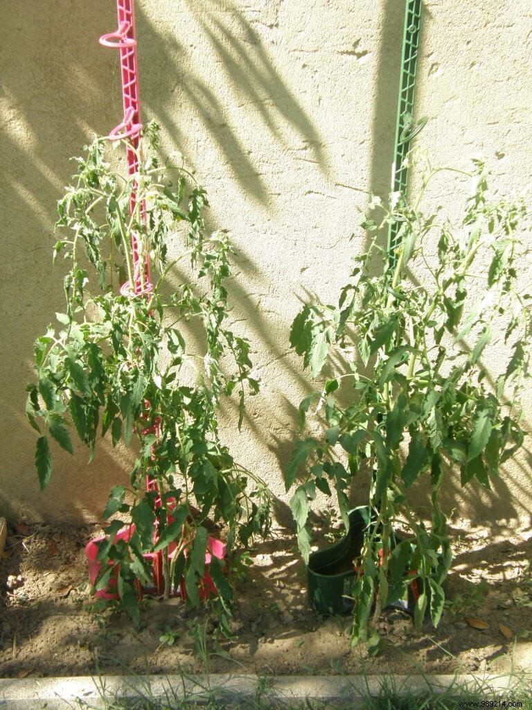 Metal stake:Love at first sight in the vegetable garden 