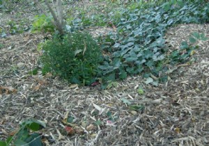 How to do without phyto products in the garden? (2) 