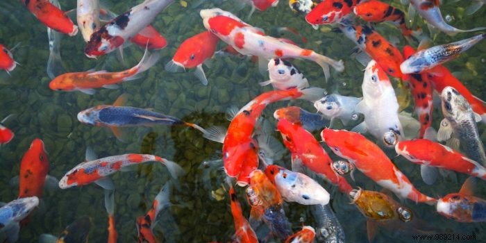 Choosing a suitable food for Koi carp 